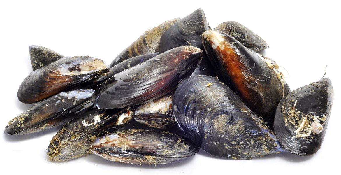 Cozze Selezionate Linea Azzurra a 2,90 €/kg